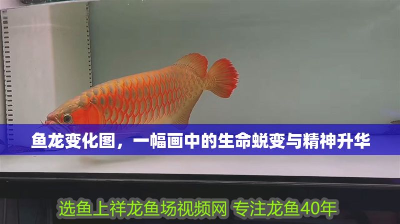 魚龍變化圖，一幅畫中的生命蛻變與精神升華
