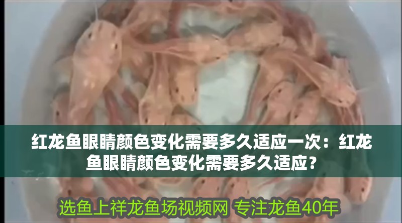 紅龍魚眼睛顏色變化需要多久適應一次：紅龍魚眼睛顏色變化需要多久適應？