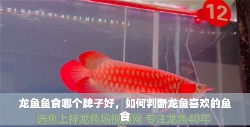 龍魚魚食哪個牌子好，如何判斷龍魚喜歡的魚食 龍魚魚食哪個牌子好，如何判斷龍魚喜歡的魚食 龍魚百科 第2張
