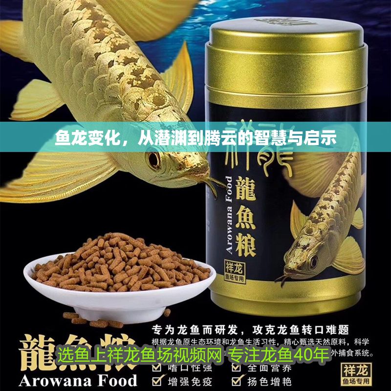 魚龍變化，從潛淵到騰云的智慧與啟示