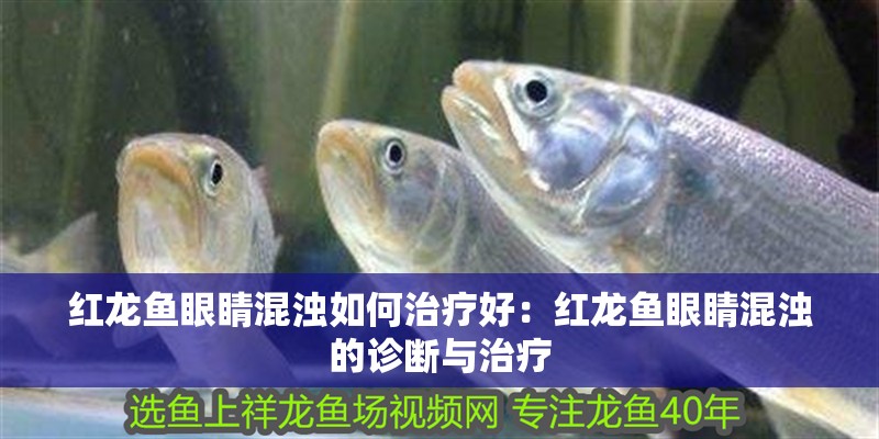 龍魚五大品牌魚缸排名榜：2024年龍魚五大品牌魚缸排名