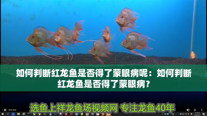 如何判斷紅龍魚是否得了蒙眼病呢：如何判斷紅龍魚是否得了蒙眼病？
