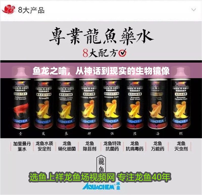 魚龍之喻，從神話到現(xiàn)實(shí)的生物鏡像 魚龍之喻，從神話到現(xiàn)實(shí)的生物鏡像 龍魚百科 第1張