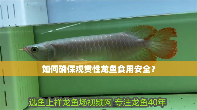 如何確保觀賞性龍魚食用安全？ 如何確保觀賞性龍魚食用安全？ 龍魚百科