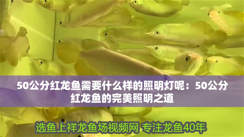 50公分紅龍魚需要什么樣的照明燈呢：50公分紅龍魚的完美照明之道