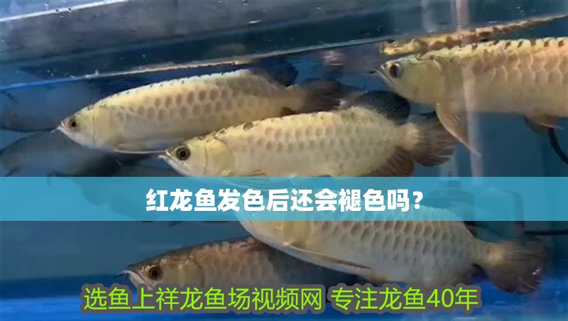紅龍魚發色后還會褪色嗎？ 紅龍魚發色后還會褪色嗎？ 龍魚百科
