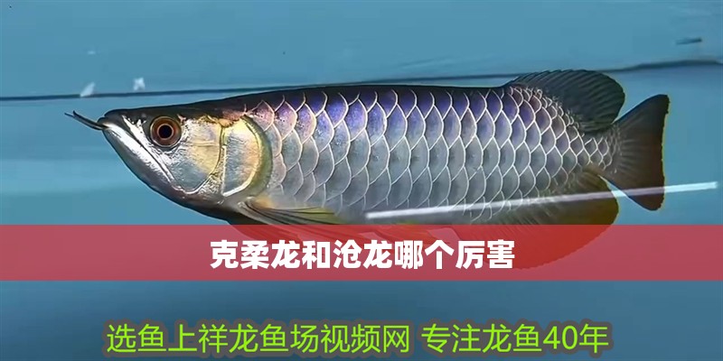 克柔龍和滄龍哪個厲害 克柔龍和滄龍哪個厲害 龍魚百科