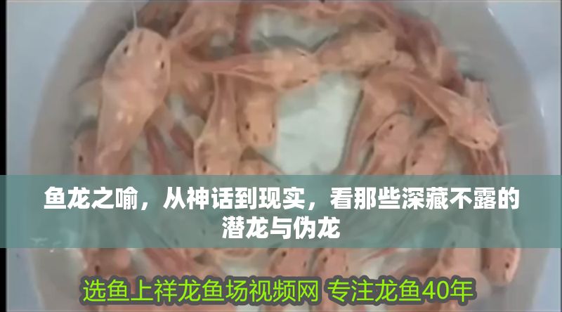 魚(yú)龍之喻，從神話到現(xiàn)實(shí)，看那些深藏不露的潛龍與偽龍 魚(yú)龍之喻，從神話到現(xiàn)實(shí)，看那些深藏不露的潛龍與偽龍 龍魚(yú)百科 第1張