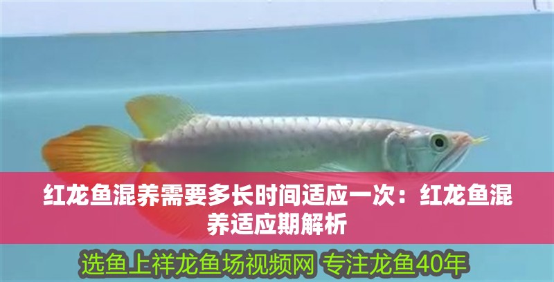 紅龍魚混養需要多長時間適應一次：紅龍魚混養適應期解析