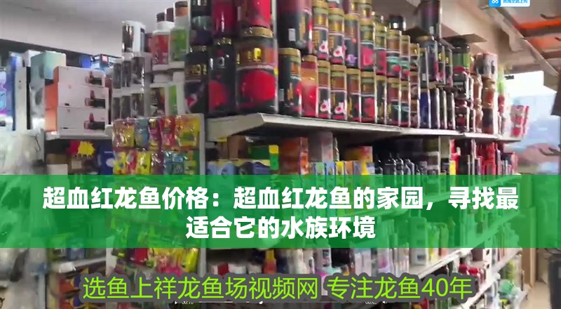 超血紅龍魚價格：超血紅龍魚的家園，尋找最適合它的水族環境