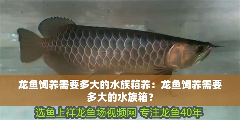 龍魚(yú)飼養(yǎng)需要多大的水族箱養(yǎng)：龍魚(yú)飼養(yǎng)需要多大的水族箱？