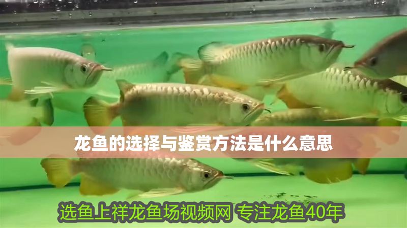 龍魚的選擇與鑒賞方法是什么意思