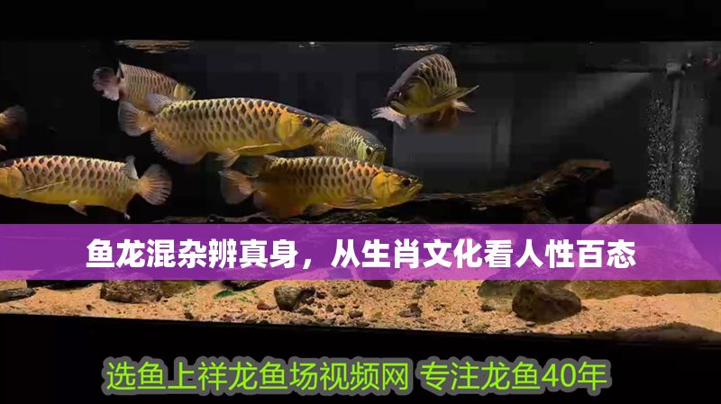 魚龍混雜辨真身，從生肖文化看人性百態