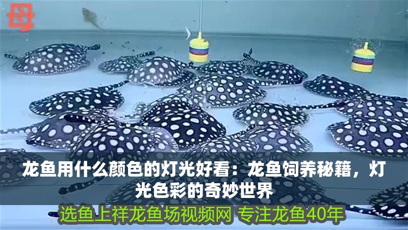龍魚用什么顏色的燈光好看：龍魚飼養(yǎng)秘籍，燈光色彩的奇妙世界