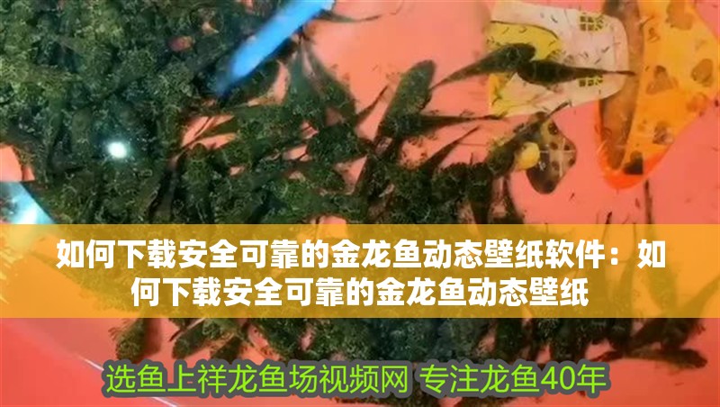 如何下載安全可靠的金龍魚動態(tài)壁紙軟件：如何下載安全可靠的金龍魚動態(tài)壁紙