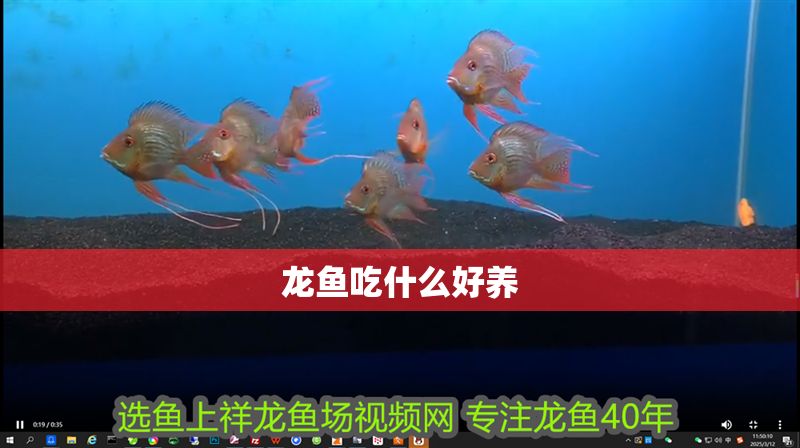 龍魚吃什么好養 龍魚吃什么好養 龍魚百科 第2張