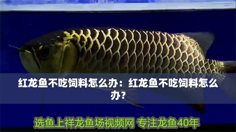 紅龍魚不吃飼料怎么辦：紅龍魚不吃飼料怎么辦？ 紅龍魚不吃飼料怎么辦：紅龍魚不吃飼料怎么辦？ 水族問答