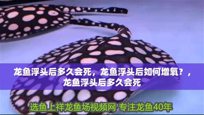 龍魚浮頭后多久會死，龍魚浮頭后如何增氧？，龍魚浮頭后多久會死