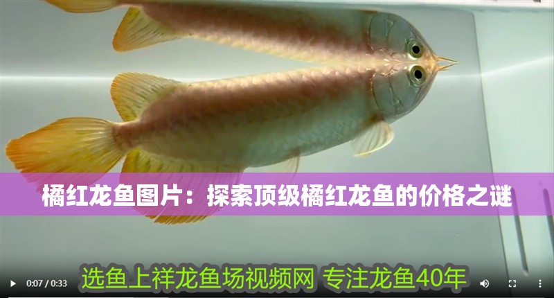 橘紅龍魚圖片：探索頂級橘紅龍魚的價(jià)格之謎