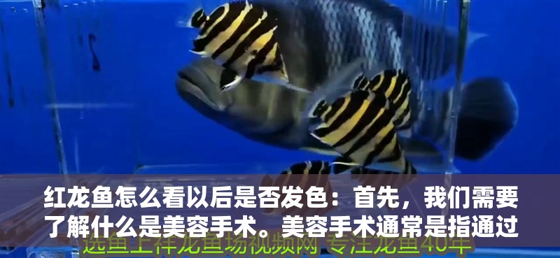 紅龍魚怎么看以后是否發色：首先，我們需要了解什么是美容手術。美容手術通常是指通過外科手段來改善魚類的外觀，使其更加美觀。在紅龍魚的情況下，美容手術可能包括修復受損的鱗片、去除多余的鱗片、調整魚鰭的形狀等