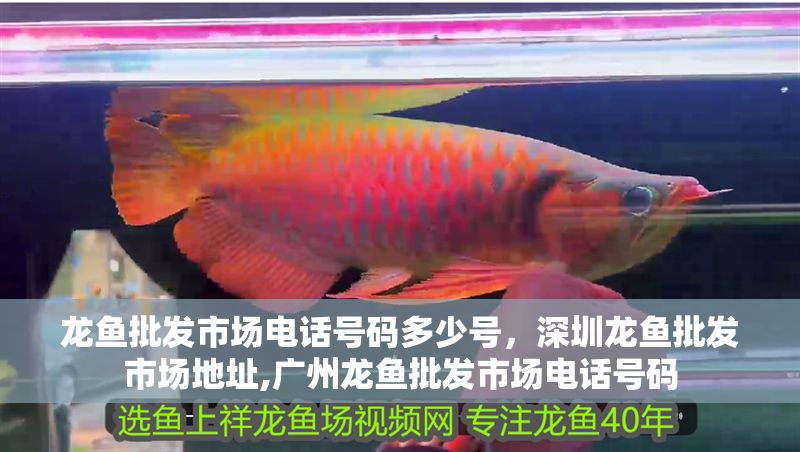 龍魚批發市場電話號碼多少號，深圳龍魚批發市場地址,廣州龍魚批發市場電話號碼