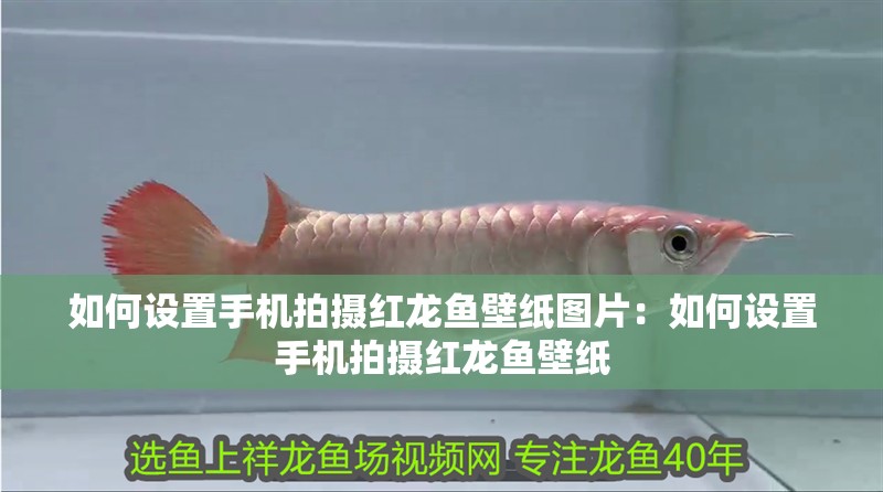 如何設(shè)置手機(jī)拍攝紅龍魚壁紙圖片：如何設(shè)置手機(jī)拍攝紅龍魚壁紙