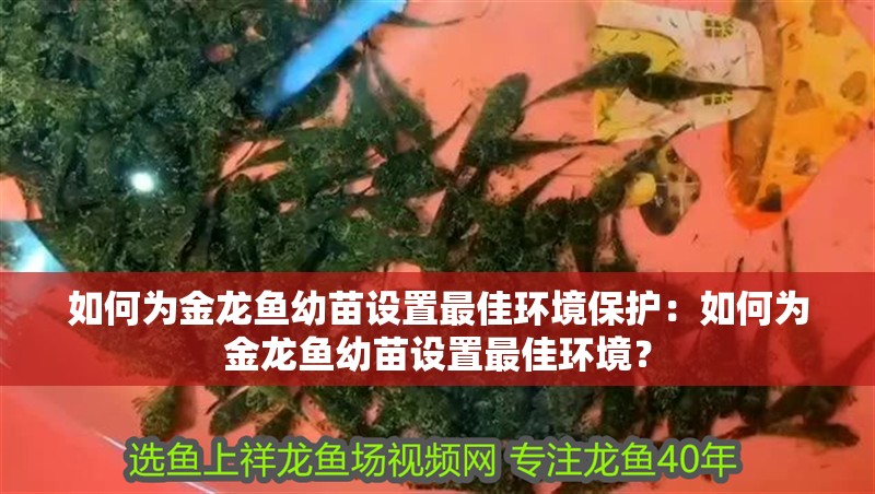 如何為金龍魚幼苗設置最佳環境保護：如何為金龍魚幼苗設置最佳環境？