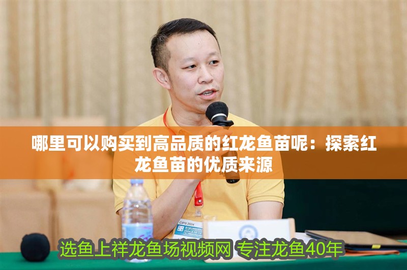 哪里可以購買到高品質的紅龍魚苗呢：探索紅龍魚苗的優質來源