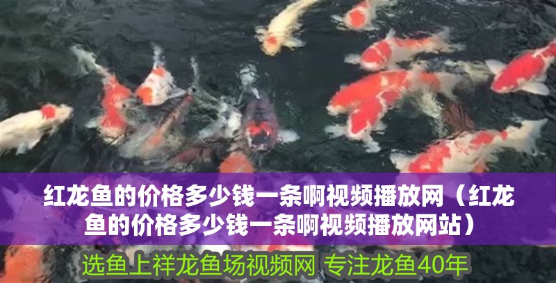 紅龍魚的價格多少錢一條啊視頻播放網（紅龍魚的價格多少錢一條啊視頻播放網站）