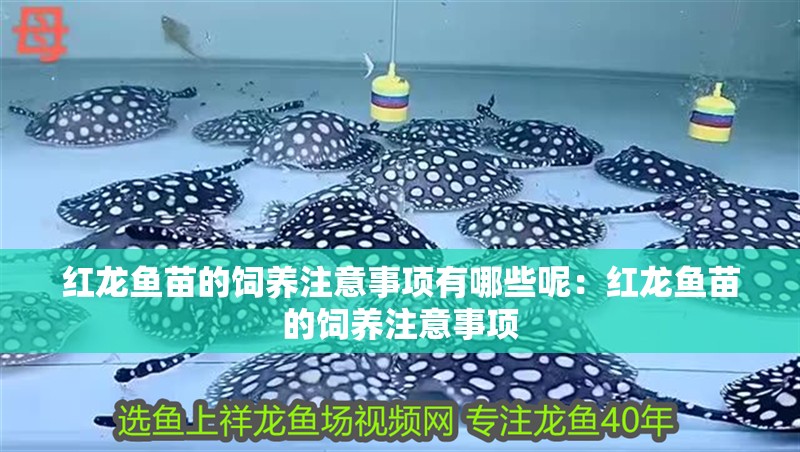 紅龍魚苗的飼養注意事項有哪些呢：紅龍魚苗的飼養注意事項