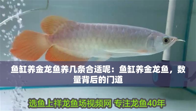 魚缸養(yǎng)金龍魚養(yǎng)幾條合適呢：魚缸養(yǎng)金龍魚，數(shù)量背后的門道