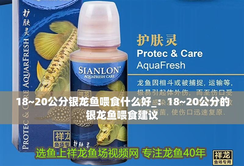 18~20公分銀龍魚(yú)喂食什么好_：18~20公分的銀龍魚(yú)喂食建議