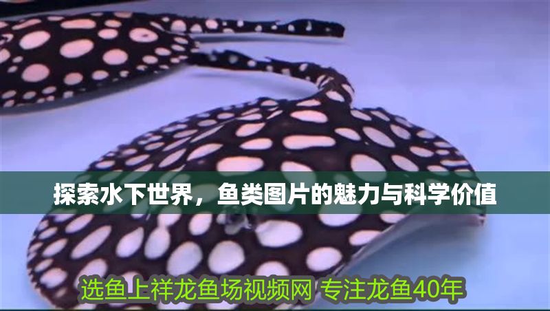 探索水下世界，魚類圖片的魅力與科學價值