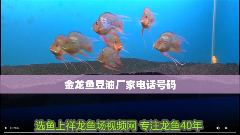給大魚缸換水的作文:體驗(yàn)給大魚缸換水的樂趣:體驗(yàn)給大魚缸換水:給大魚缸換水的作文 金龍魚豆油廠家電話號(hào)碼 龍魚百科 金龍魚豆油廠家電話號(hào)碼 金龍魚豆油廠家電話號(hào)碼 龍魚百科