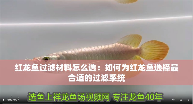 紅龍魚過濾材料怎么選：如何為紅龍魚選擇最合適的過濾系統