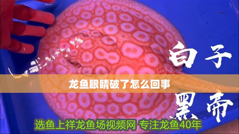 龍魚眼睛破了怎么回事 龍魚眼睛破了怎么回事 龍魚百科