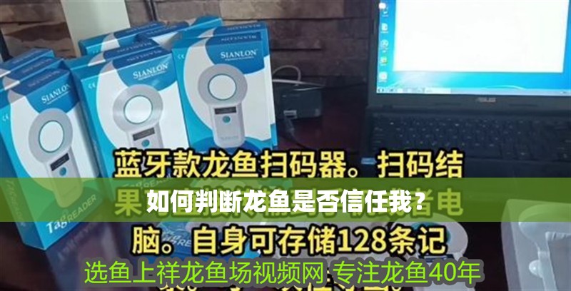 如何判斷龍魚是否信任我？ 如何判斷龍魚是否信任我？ 龍魚百科