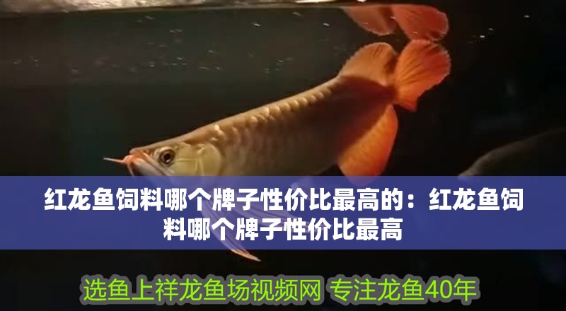 紅龍魚飼料哪個牌子性價比最高的：紅龍魚飼料哪個牌子性價比最高