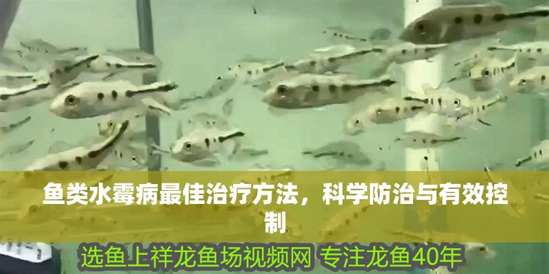魚類水霉病最佳治療方法，科學(xué)防治與有效控制