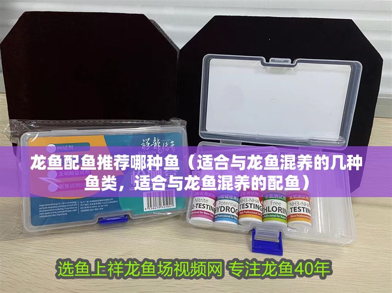 龍魚配魚推薦哪種魚（適合與龍魚混養的幾種魚類，適合與龍魚混養的配魚）