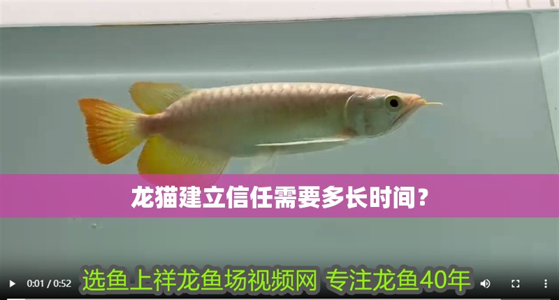 龍貓建立信任需要多長時間？