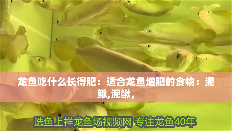 龍魚吃什么長得肥：適合龍魚增肥的食物：泥鰍,泥鰍， 龍魚吃什么長得肥：適合龍魚增肥的食物：泥鰍,泥鰍， 龍魚百科