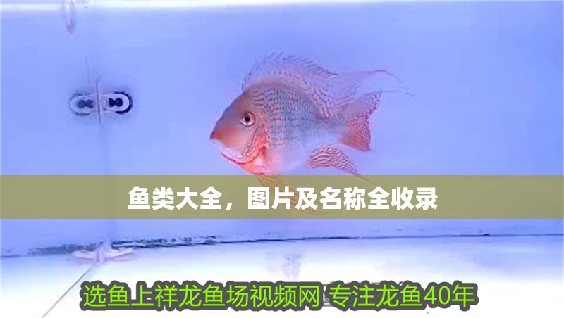 魚類大全，圖片及名稱全收錄