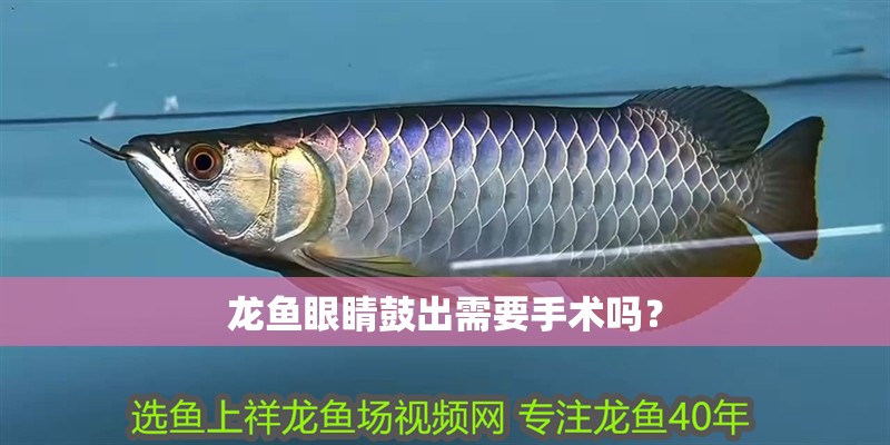 龍魚(yú)眼睛鼓出需要手術(shù)嗎？