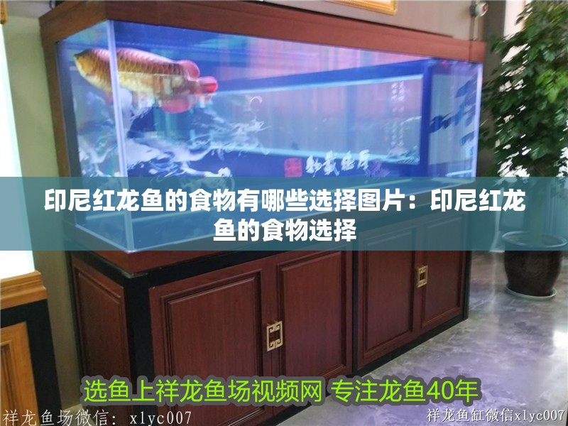 印尼紅龍魚的食物有哪些選擇圖片：印尼紅龍魚的食物選擇