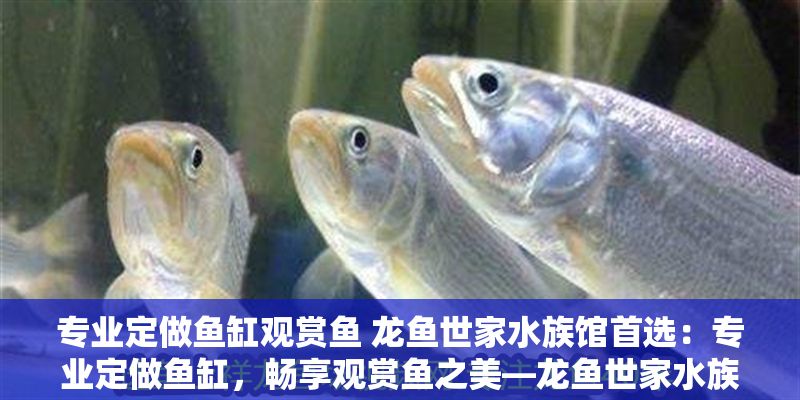 專業定做魚缸觀賞魚 龍魚世家水族館首選：專業定做魚缸，暢享觀賞魚之美—龍魚世家水族館讓您放心之選