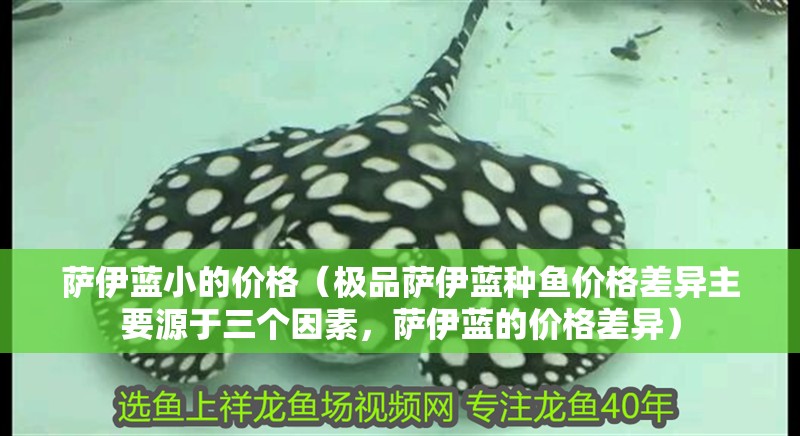 薩伊藍小的價格（極品薩伊藍種魚價格差異主要源于三個因素，薩伊藍的價格差異）