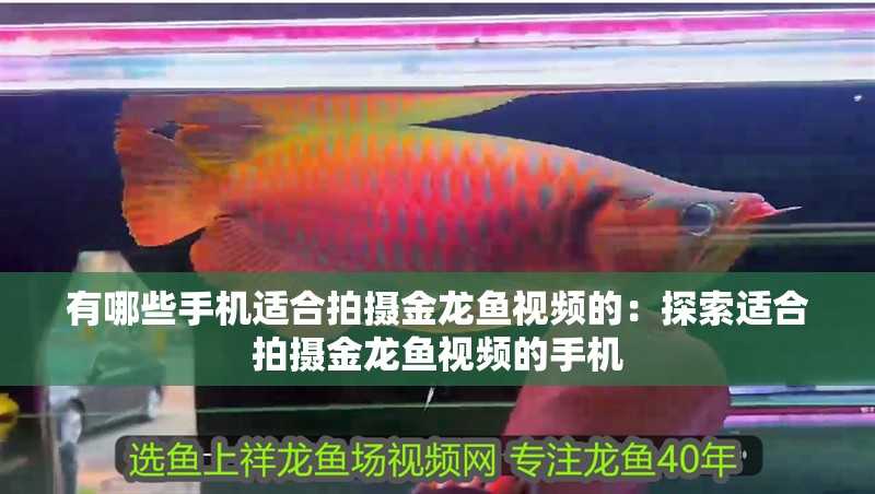 有哪些手機適合拍攝金龍魚視頻的：探索適合拍攝金龍魚視頻的手機
