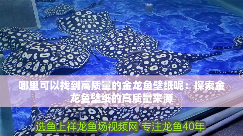 哪里可以找到高質量的金龍魚壁紙呢：探索金龍魚壁紙的高質量來源