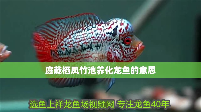 辣椒紅龍魚飼養過程中需要注意水質、溫度、光照等方面的調控（紅龍魚怎么養？） 辣椒紅龍魚飼養過程中需要注意水質、溫度、光照等方面的調控（紅龍魚怎么養？） 龍魚百科
